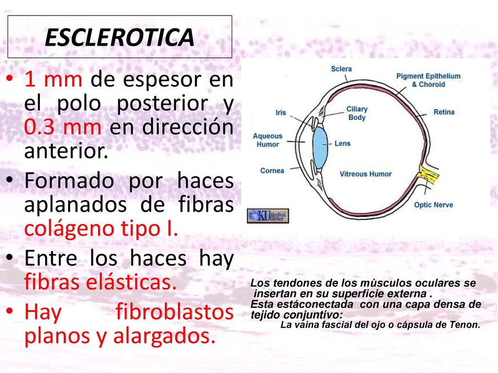ESCLEROTICA 1 mm de espesor en el polo posterior y 0.3 mm en dirección anterior. Formado por haces aplanados de fibras colágeno tipo I.