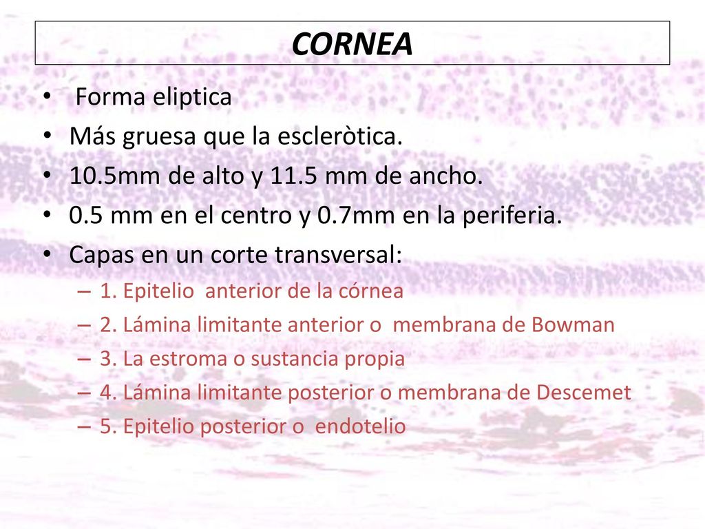 CORNEA Forma eliptica Más gruesa que la escleròtica.