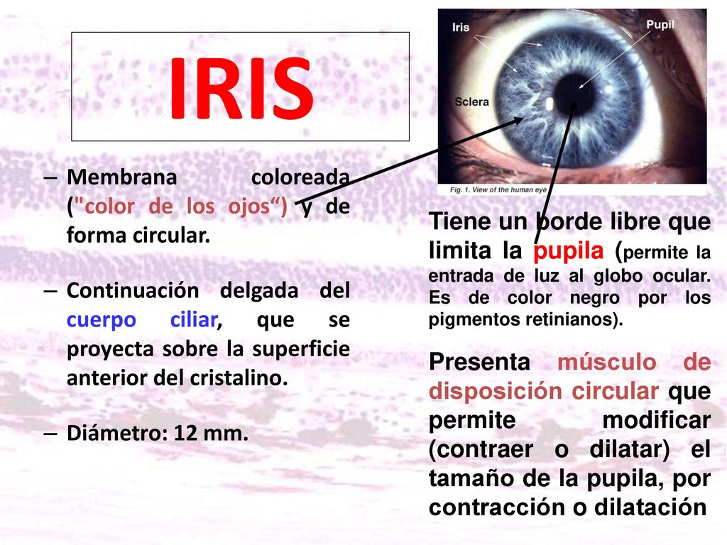 IRIS Membrana coloreada ( color de los ojos ) y de forma circular.