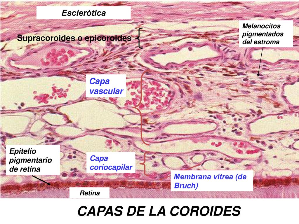 CAPAS DE LA COROIDES Esclerótica Supracoroides o epicoroides