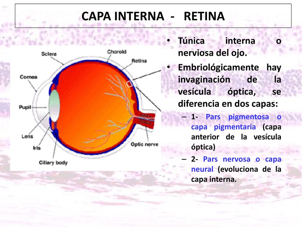 CAPA INTERNA - RETINA Túnica interna o nerviosa del ojo.