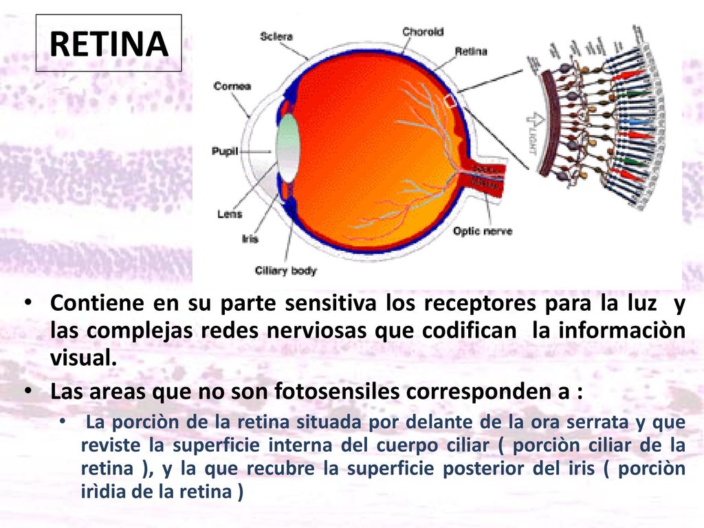 RETINA Contiene en su parte sensitiva los receptores para la luz y las complejas redes nerviosas que codifican la informaciòn visual.