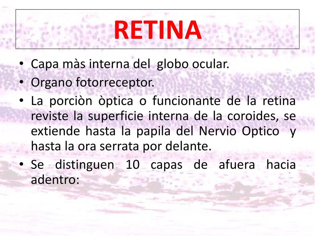 RETINA Capa màs interna del globo ocular. Organo fotorreceptor.