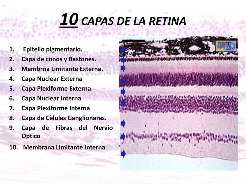 10 CAPAS DE LA RETINA Epitelio pigmentario. Capa de conos y Bastones.