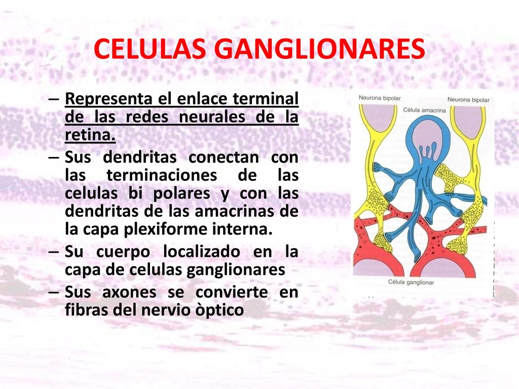 CELULAS GANGLIONARES Representa el enlace terminal de las redes neurales de la retina.