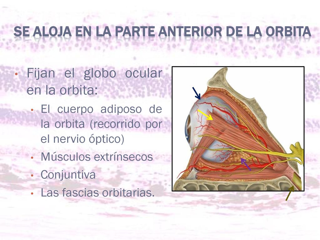 Se aloja en la parte anterior de la orbita