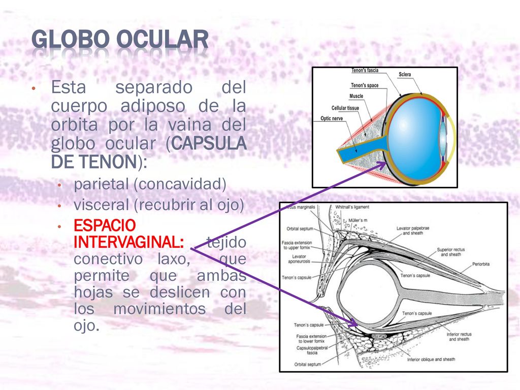 GLOBO OCULAR Esta separado del cuerpo adiposo de la orbita por la vaina del globo ocular (CAPSULA DE TENON):
