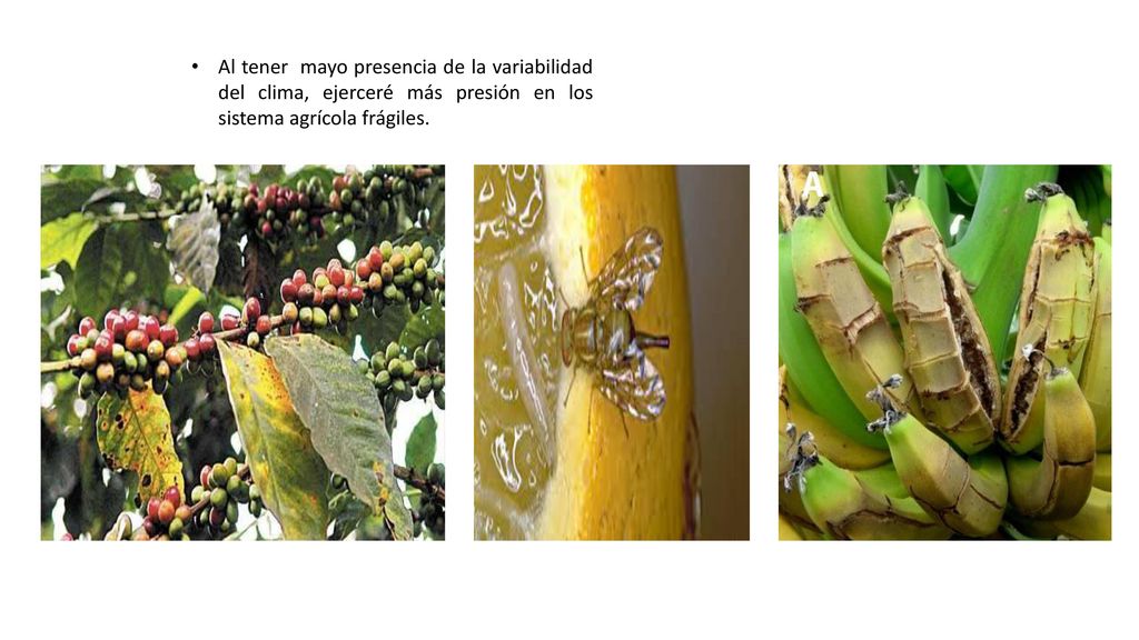 Al tener mayo presencia de la variabilidad del clima, ejerceré más presión en los sistema agrícola frágiles.