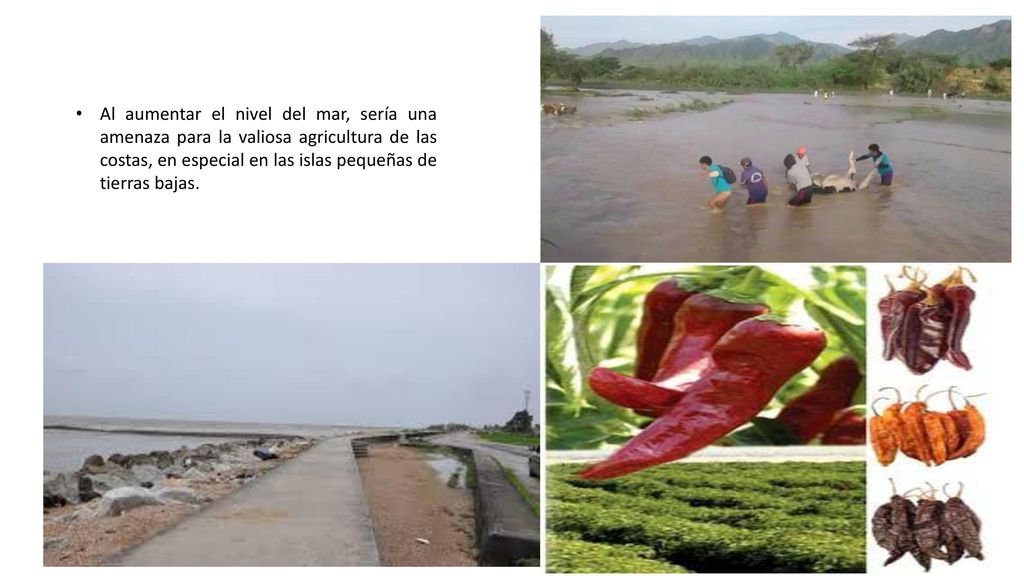 Al aumentar el nivel del mar, sería una amenaza para la valiosa agricultura de las costas, en especial en las islas pequeñas de tierras bajas.