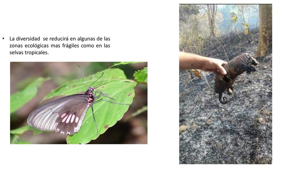 La diversidad se reducirá en algunas de las zonas ecológicas mas frágiles como en las selvas tropicales.