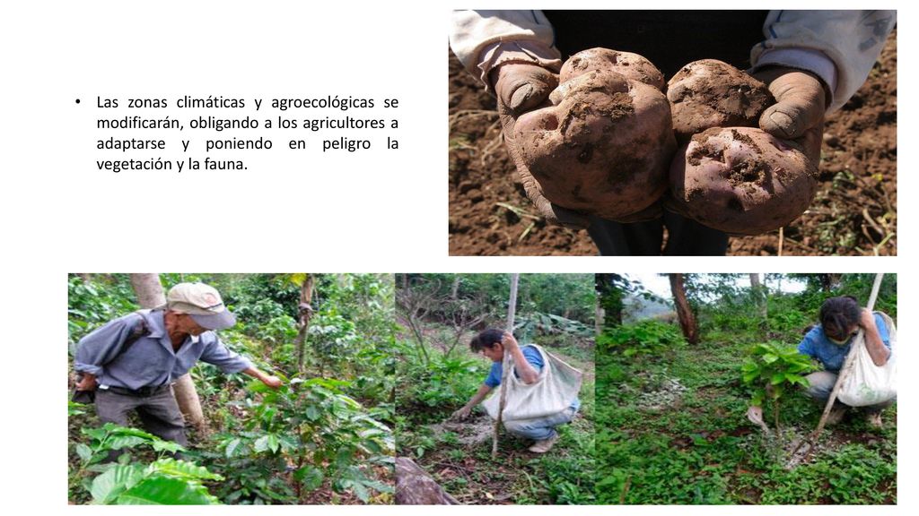 Las zonas climáticas y agroecológicas se modificarán, obligando a los agricultores a adaptarse y poniendo en peligro la vegetación y la fauna.