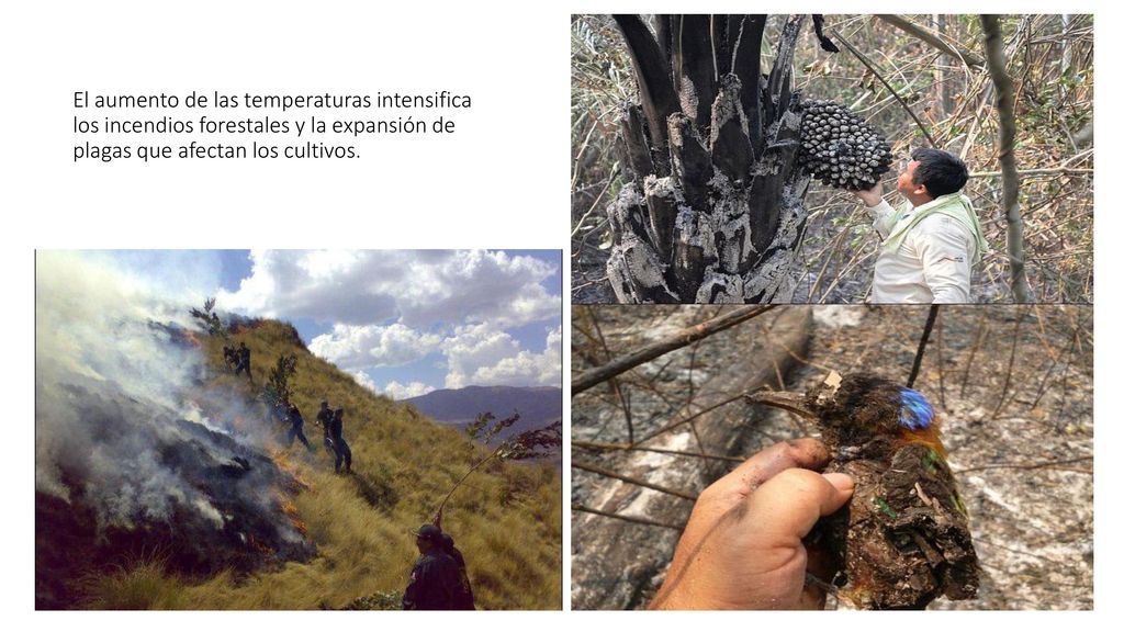 El aumento de las temperaturas intensifica los incendios forestales y la expansión de plagas que afectan los cultivos.