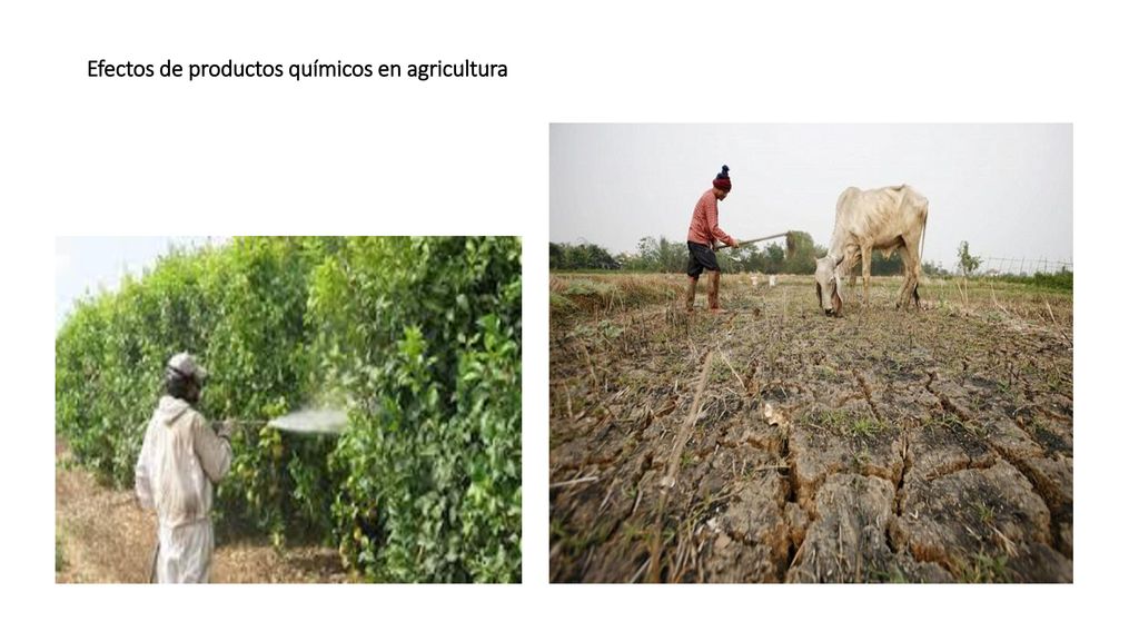 Efectos de productos químicos en agricultura