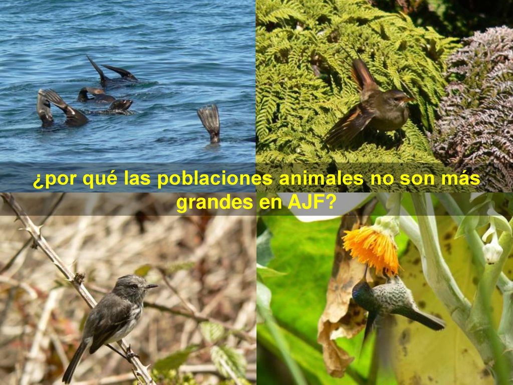 ¿por qué las poblaciones animales no son más grandes en AJF
