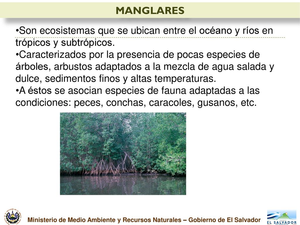 MANGLARES Son ecosistemas que se ubican entre el océano y ríos en trópicos y subtrópicos.