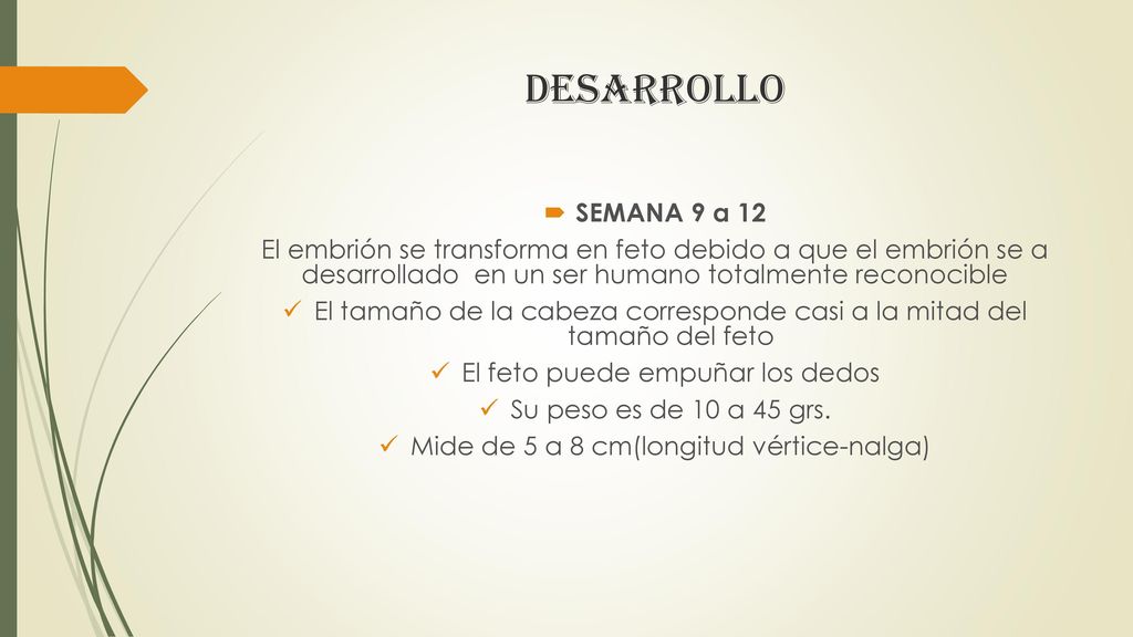 desarrollo SEMANA 9 a 12. El embrión se transforma en feto debido a que el embrión se a desarrollado en un ser humano totalmente reconocible.