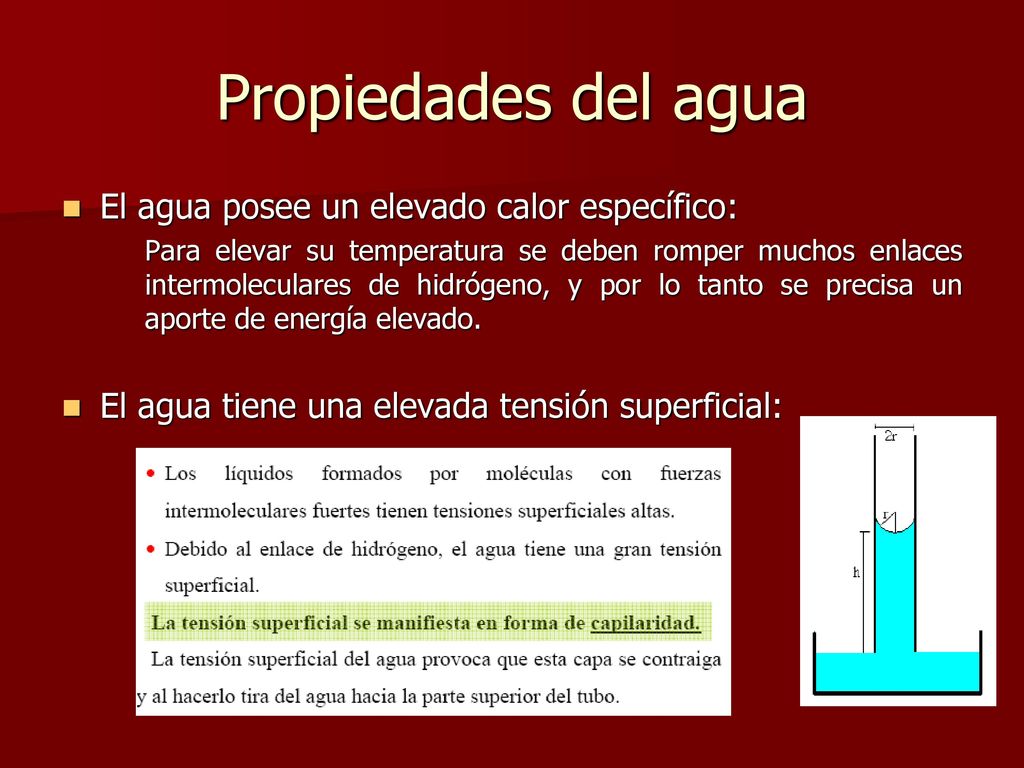 Propiedades del agua El agua posee un elevado calor específico: