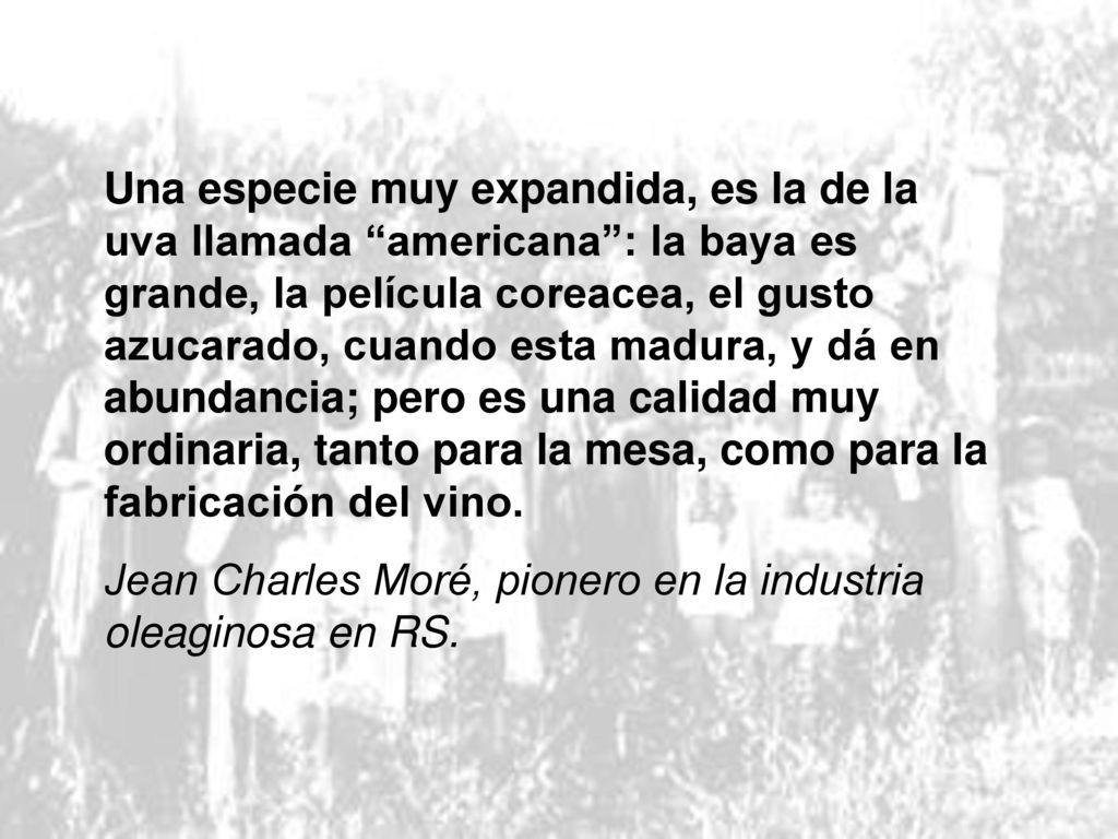 Una especie muy expandida, es la de la uva llamada americana : la baya es grande, la película coreacea, el gusto azucarado, cuando esta madura, y dá en abundancia; pero es una calidad muy ordinaria, tanto para la mesa, como para la fabricación del vino.