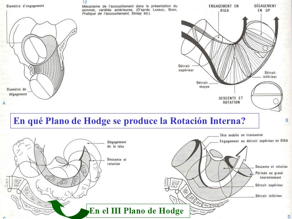En qué Plano de Hodge se produce la Rotación Interna