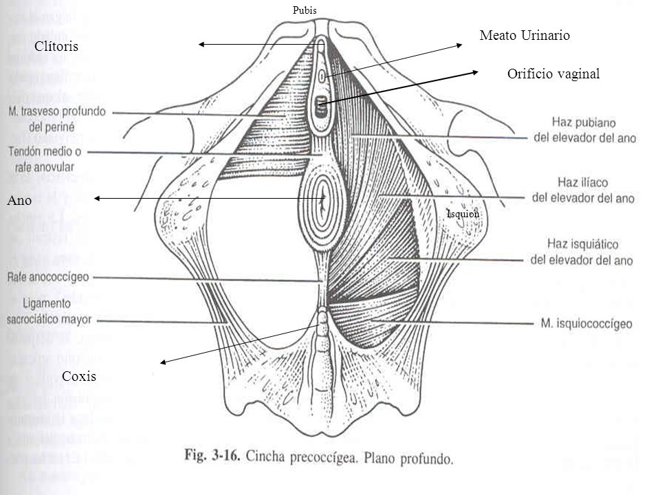 Pubis Meato Urinario Clítoris Orificio vaginal Ano Isquion Coxis