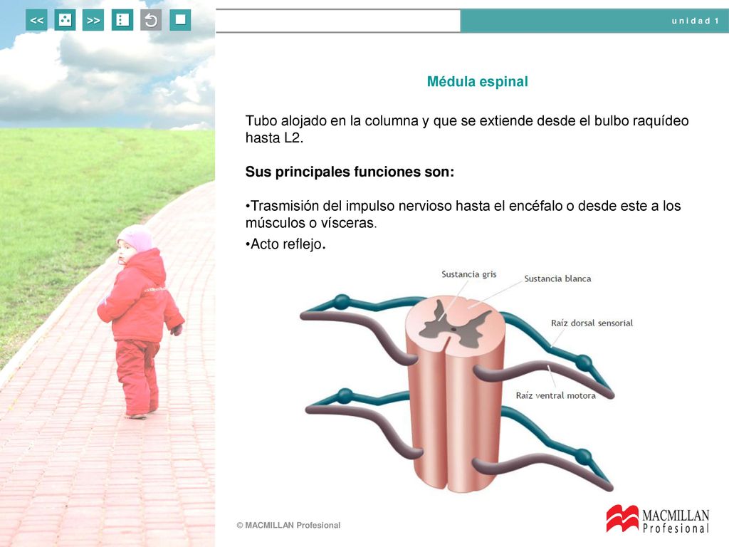 Médula espinal Tubo alojado en la columna y que se extiende desde el bulbo raquídeo hasta L2. Sus principales funciones son:
