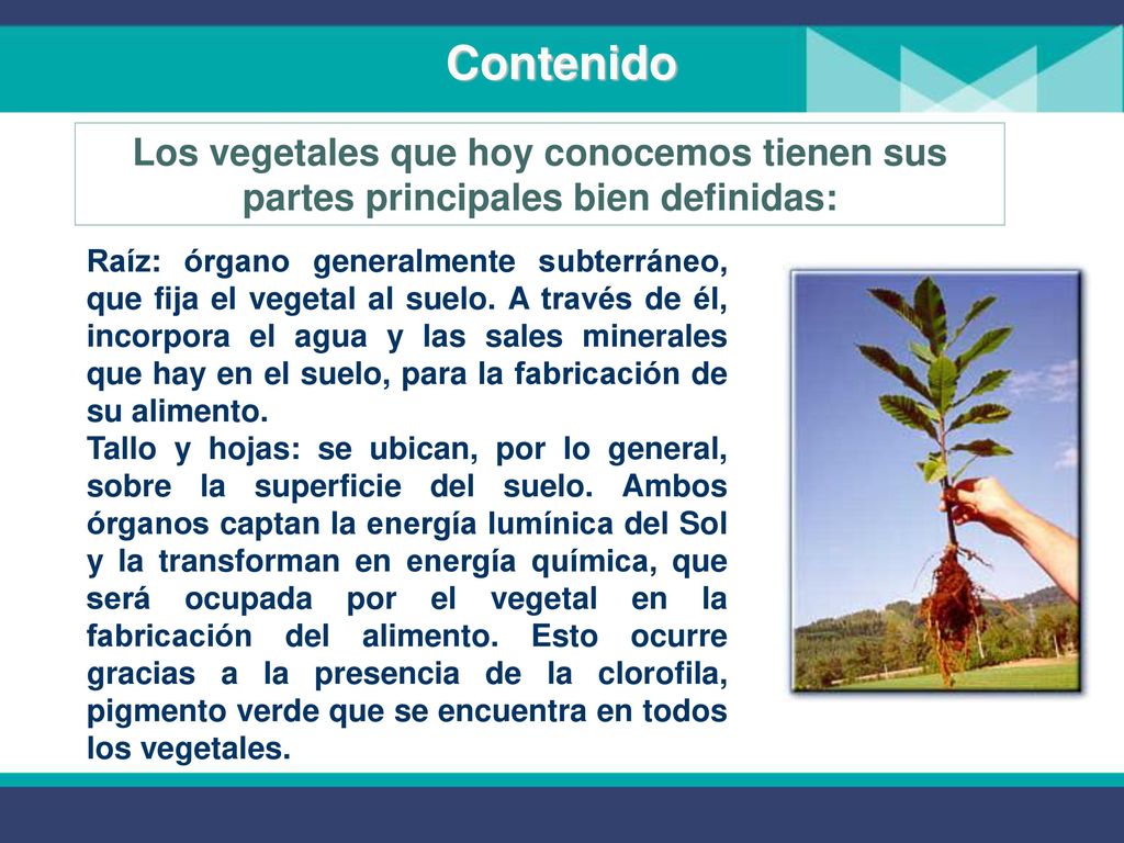 Contenido Los vegetales que hoy conocemos tienen sus partes principales bien definidas: