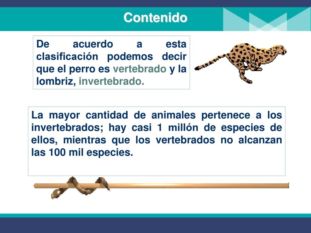 Contenido De acuerdo a esta clasificación podemos decir que el perro es vertebrado y la lombriz, invertebrado.