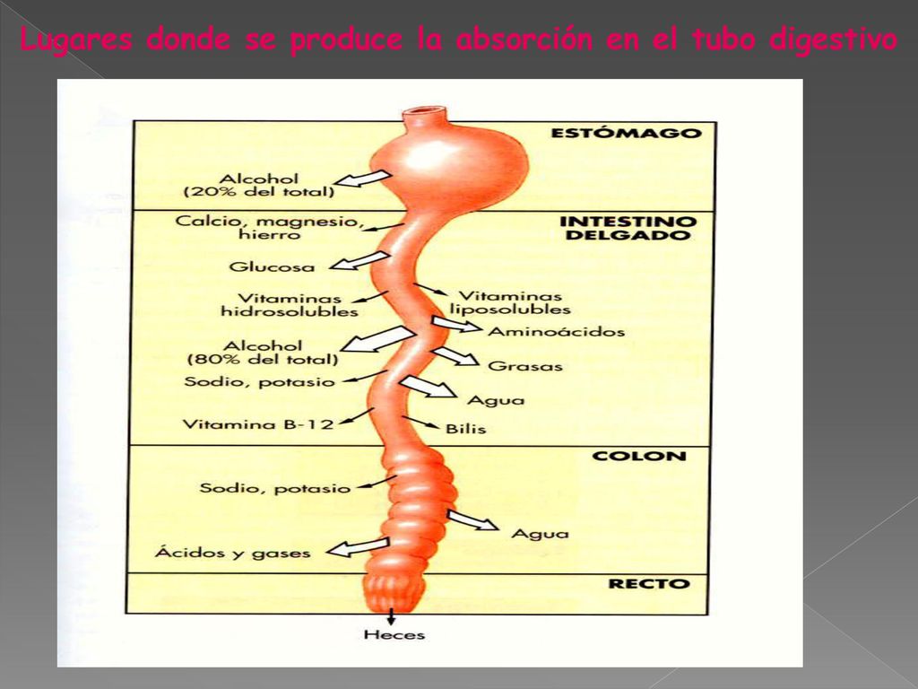 Lugares donde se produce la absorción en el tubo digestivo