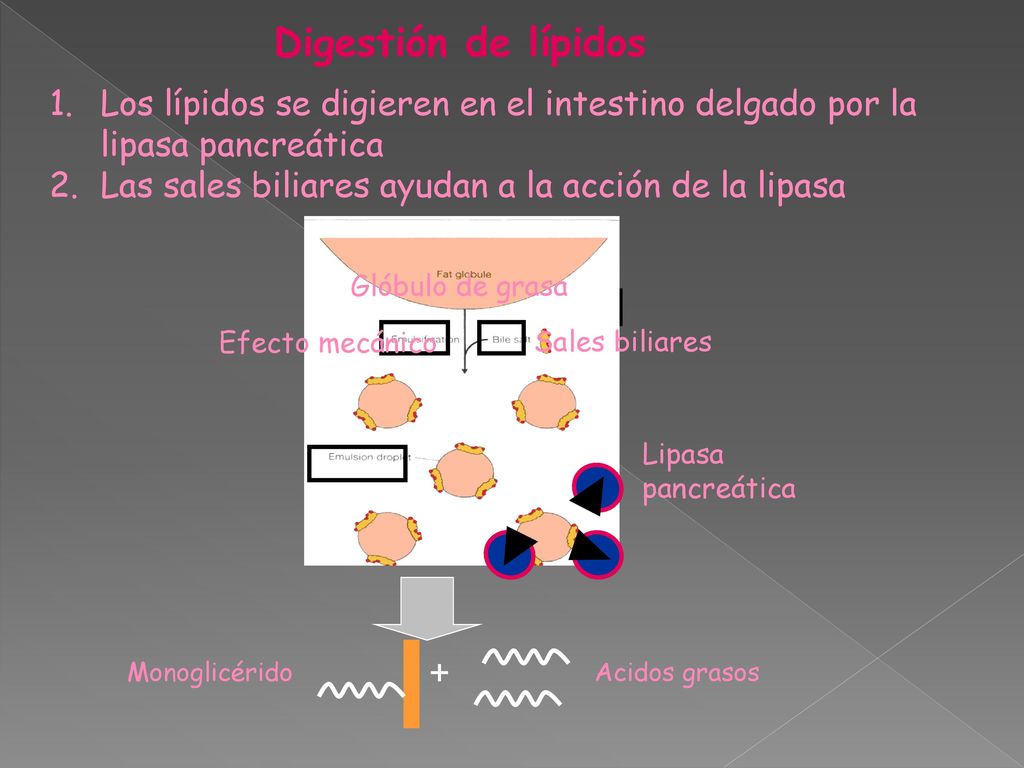 Digestión de lípidos Los lípidos se digieren en el intestino delgado por la lipasa pancreática. Las sales biliares ayudan a la acción de la lipasa.