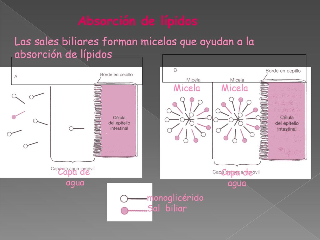 Absorción de lípidos Las sales biliares forman micelas que ayudan a la absorción de lípidos. Capa de.