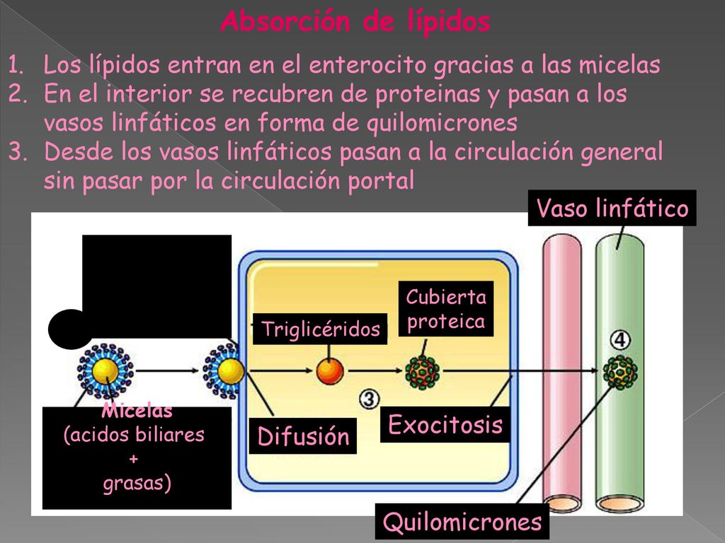 Absorción de lípidos Los lípidos entran en el enterocito gracias a las micelas.