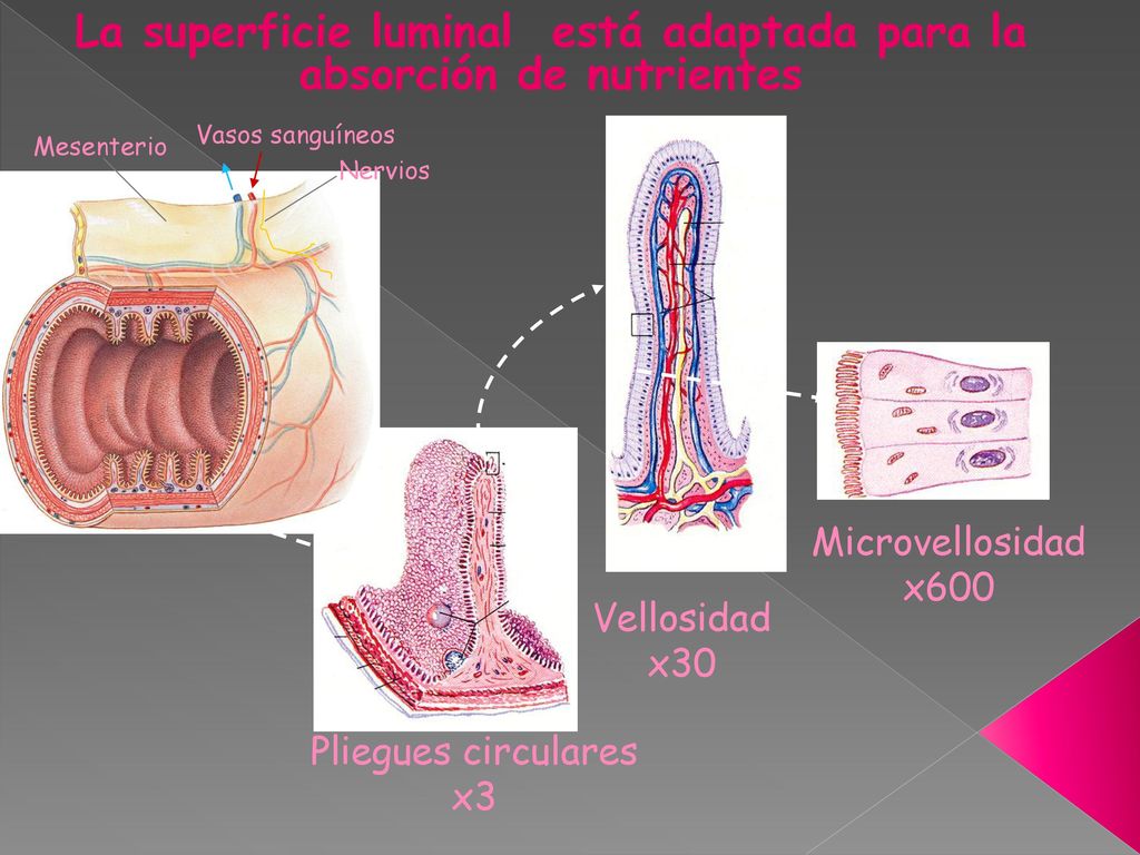La superficie luminal está adaptada para la absorción de nutrientes
