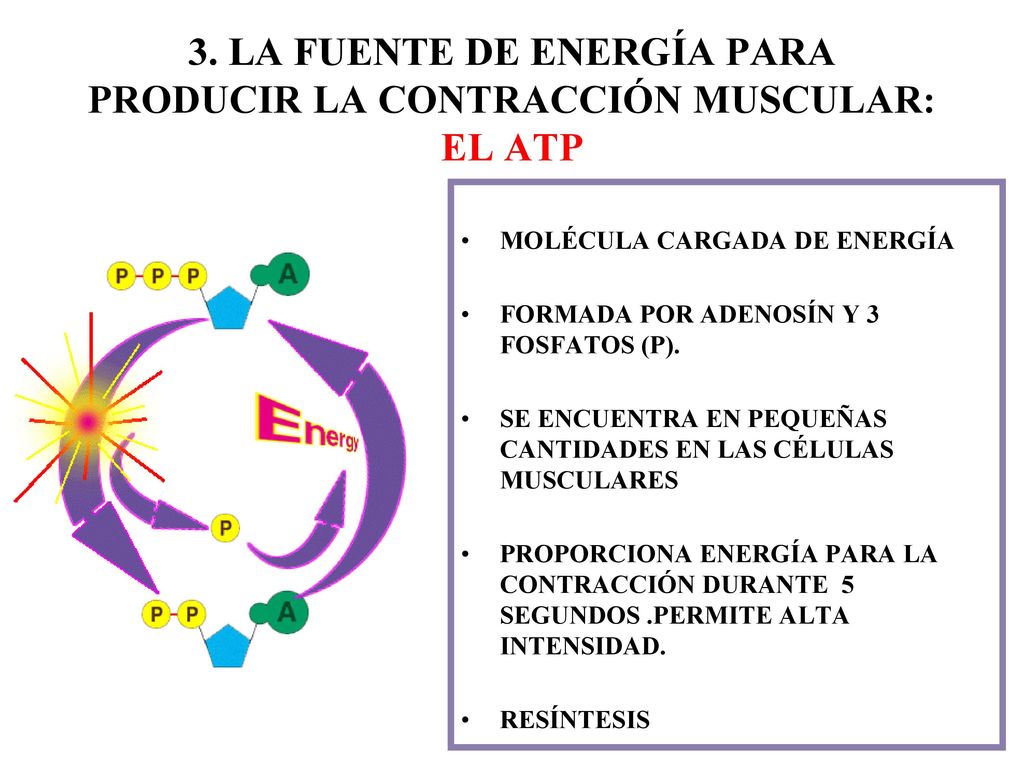 3. LA FUENTE DE ENERGÍA PARA PRODUCIR LA CONTRACCIÓN MUSCULAR: EL ATP
