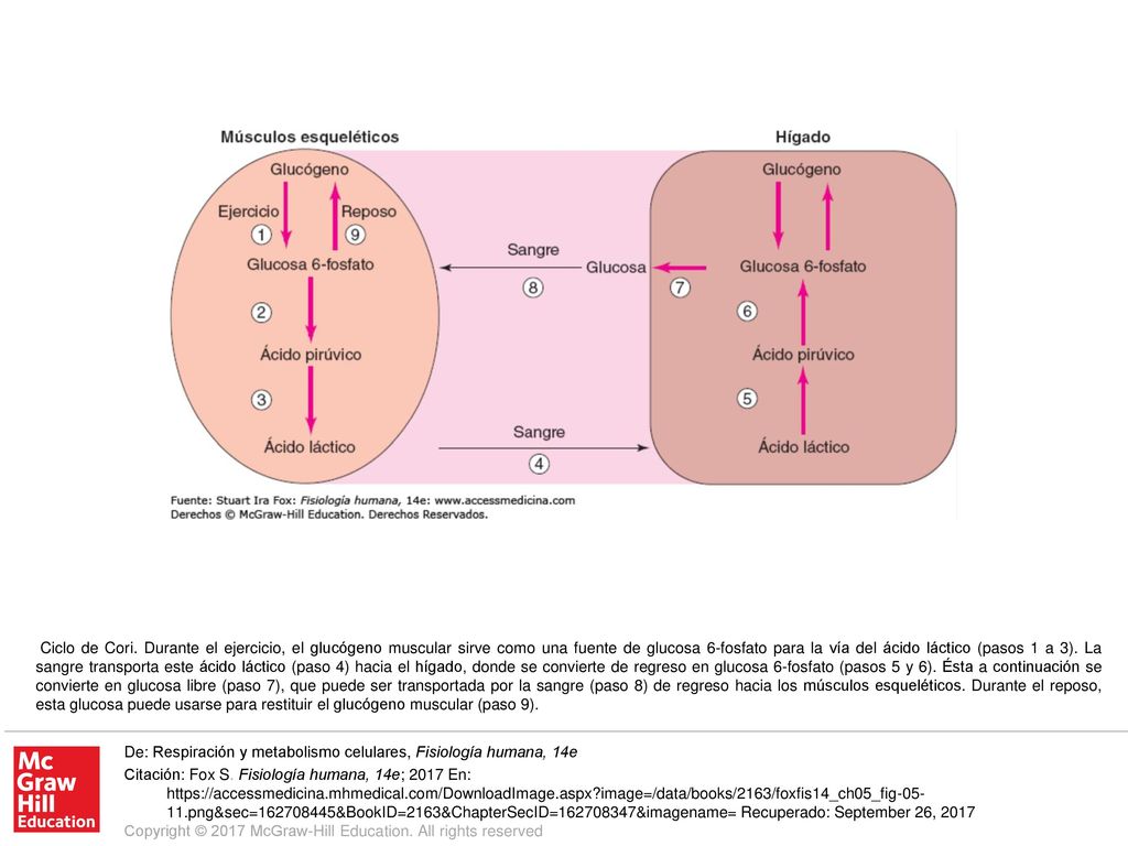Ciclo de Cori. Durante el ejercicio, el glucógeno muscular sirve como una fuente de glucosa 6-fosfato para la vía del ácido láctico (pasos 1 a 3). La sangre transporta este ácido láctico (paso 4) hacia el hígado, donde se convierte de regreso en glucosa 6-fosfato (pasos 5 y 6). Ésta a continuación se convierte en glucosa libre (paso 7), que puede ser transportada por la sangre (paso 8) de regreso hacia los músculos esqueléticos. Durante el reposo, esta glucosa puede usarse para restituir el glucógeno muscular (paso 9).