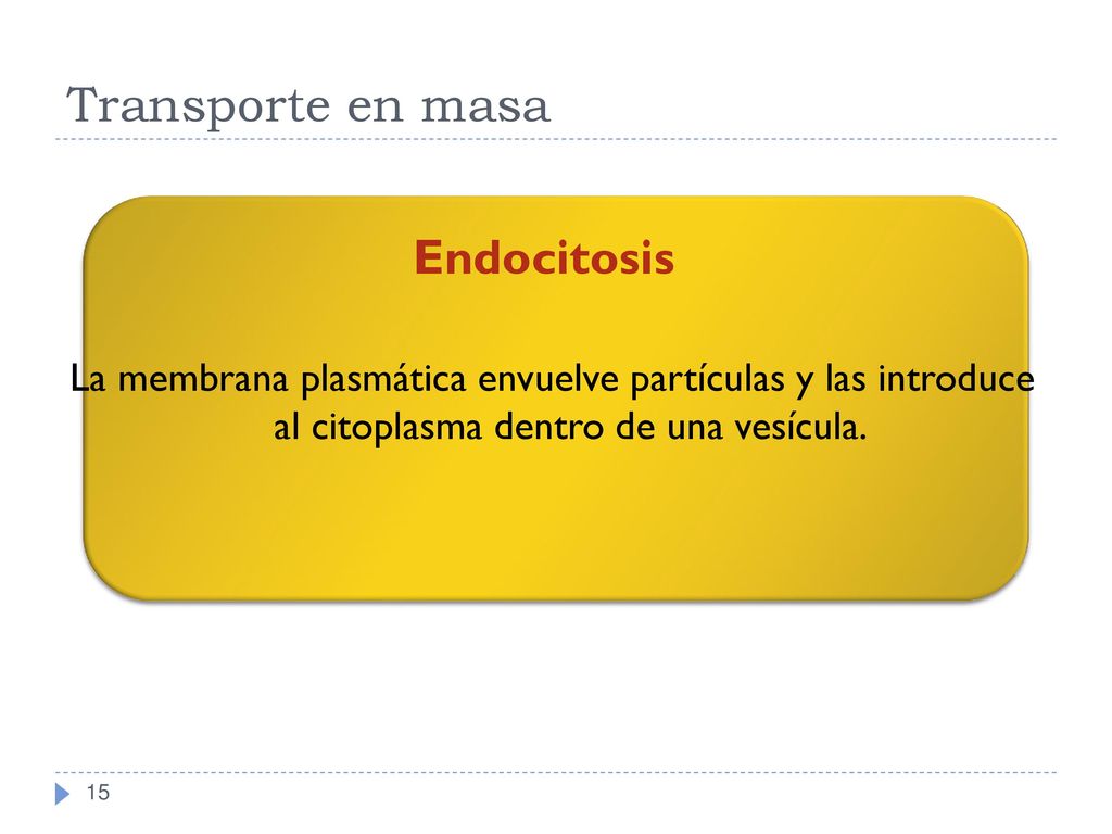 Transporte en masa Endocitosis La membrana plasmática envuelve partículas y las introduce al citoplasma dentro de una vesícula.