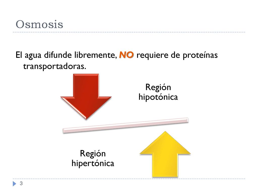 Osmosis El agua difunde libremente, NO requiere de proteínas transportadoras.