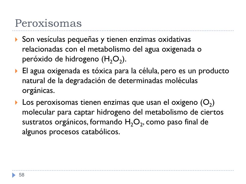 Peroxisomas Son vesículas pequeñas y tienen enzimas oxidativas relacionadas con el metabolismo del agua oxigenada o peróxido de hidrogeno (H2O2).