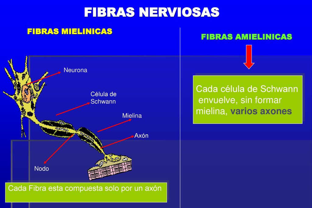FIBRAS NERVIOSAS Cada célula de Schwann envuelve, sin formar