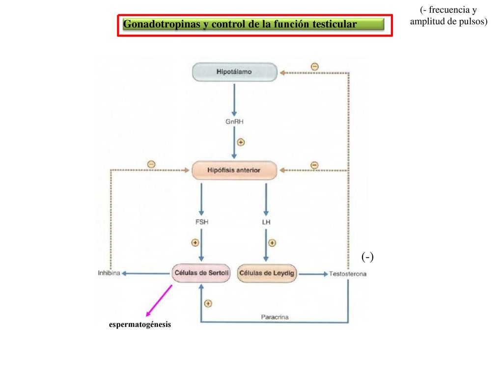 (- frecuencia y (-) Gonadotropinas y control de la función testicular