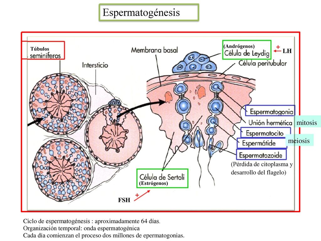 Espermatogénesis mitosis meiosis + + LH (Pérdida de citoplasma y