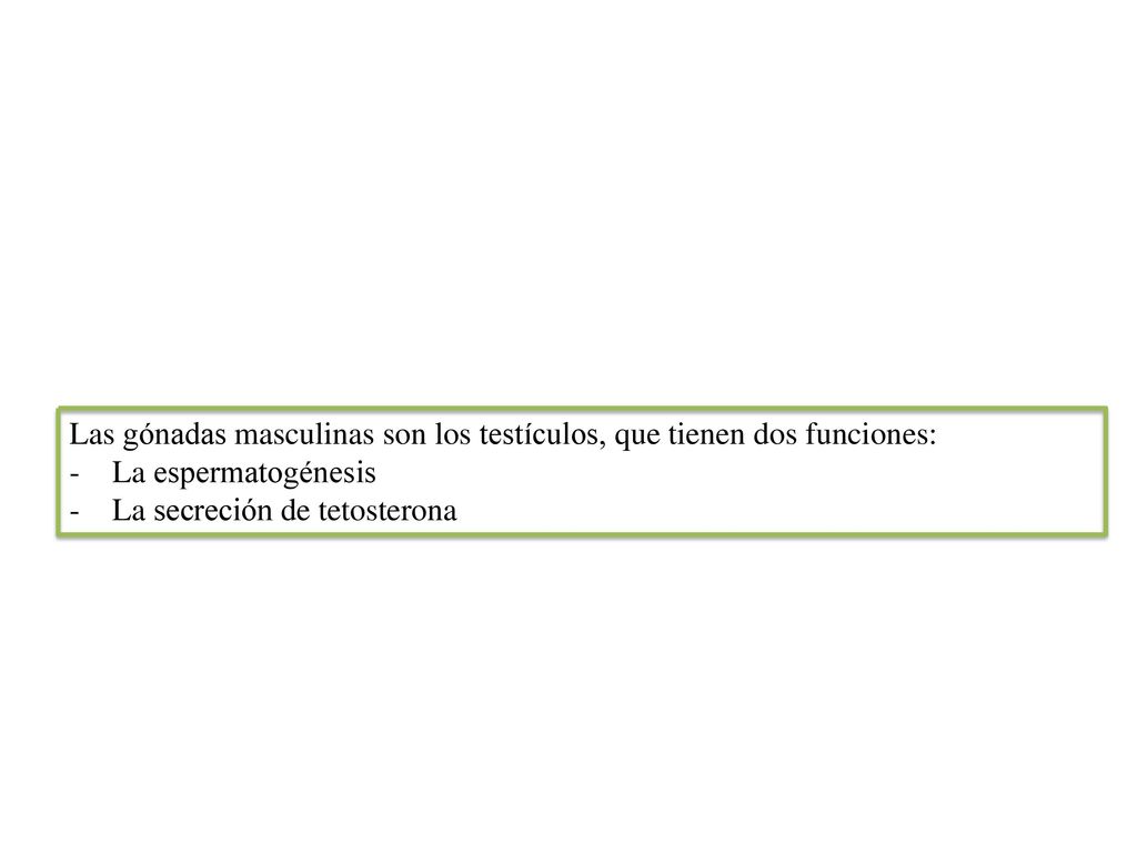 Las gónadas masculinas son los testículos, que tienen dos funciones: