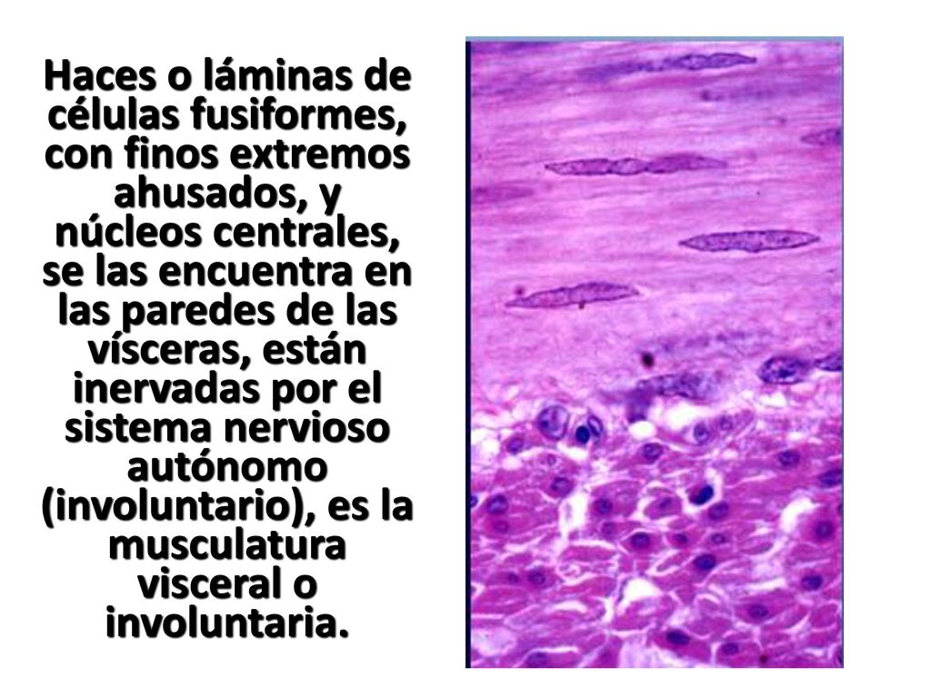 Haces o láminas de células fusiformes, con finos extremos ahusados, y núcleos centrales, se las encuentra en las paredes de las vísceras, están inervadas por el sistema nervioso autónomo (involuntario), es la musculatura visceral o involuntaria.