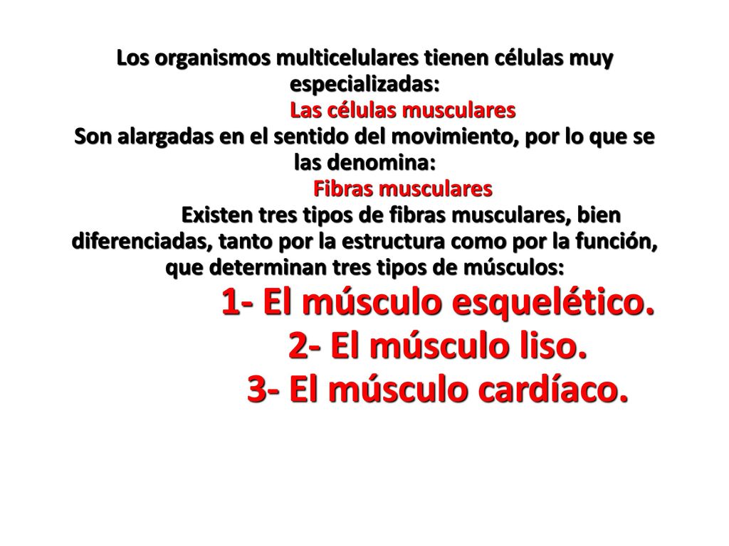Los organismos multicelulares tienen células muy especializadas: Las células musculares Son alargadas en el sentido del movimiento, por lo que se las denomina: Fibras musculares Existen tres tipos de fibras musculares, bien diferenciadas, tanto por la estructura como por la función, que determinan tres tipos de músculos: 1- El músculo esquelético.