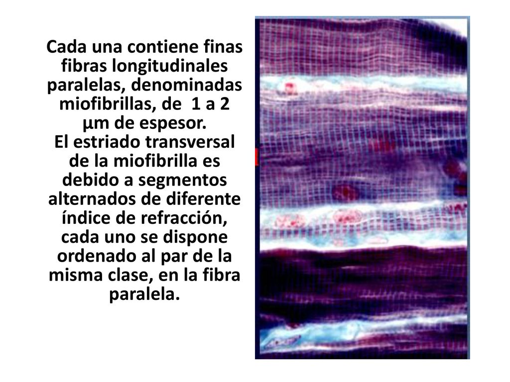 Cada una contiene finas fibras longitudinales paralelas, denominadas miofibrillas, de 1 a 2 µm de espesor.