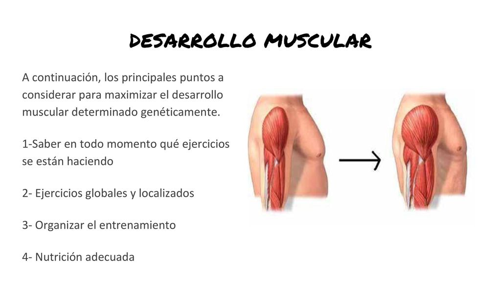 DESARROLLO MUSCULAR A continuación, los principales puntos a considerar para maximizar el desarrollo muscular determinado genéticamente.
