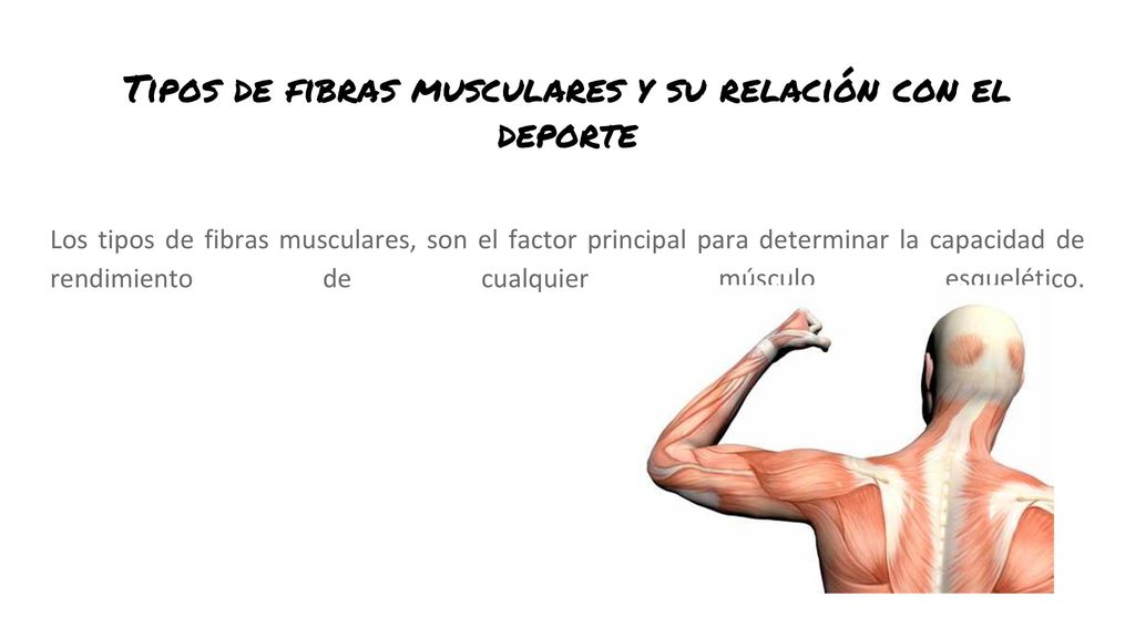 Tipos de fibras musculares y su relación con el deporte