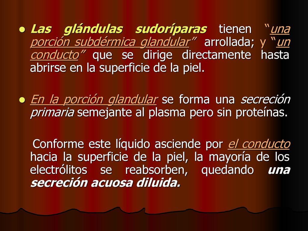 Las glándulas sudoríparas tienen una porción subdérmica glandular arrollada; y un conducto que se dirige directamente hasta abrirse en la superficie de la piel.