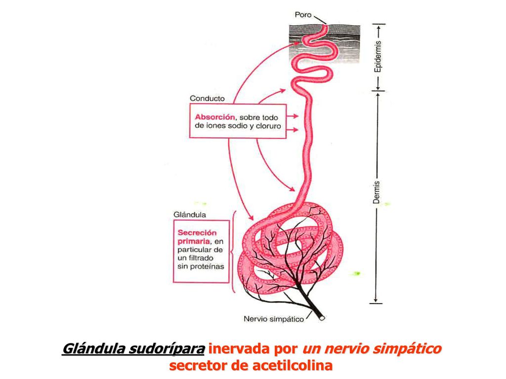 Glándula sudorípara inervada por un nervio simpático secretor de acetilcolina