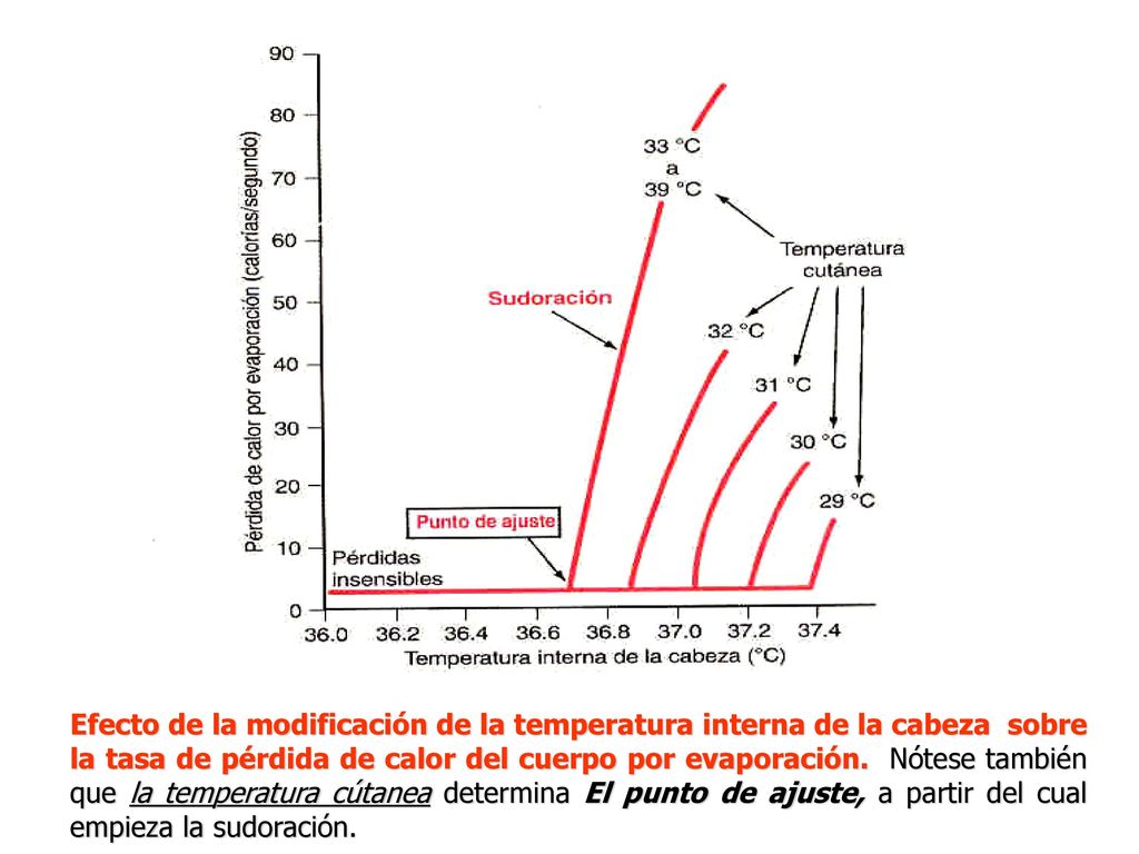 Efecto de la modificación de la temperatura interna de la cabeza sobre la tasa de pérdida de calor del cuerpo por evaporación.