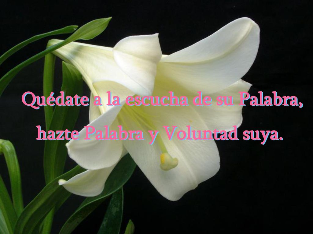 Quédate a la escucha de su Palabra, hazte Palabra y Voluntad suya.